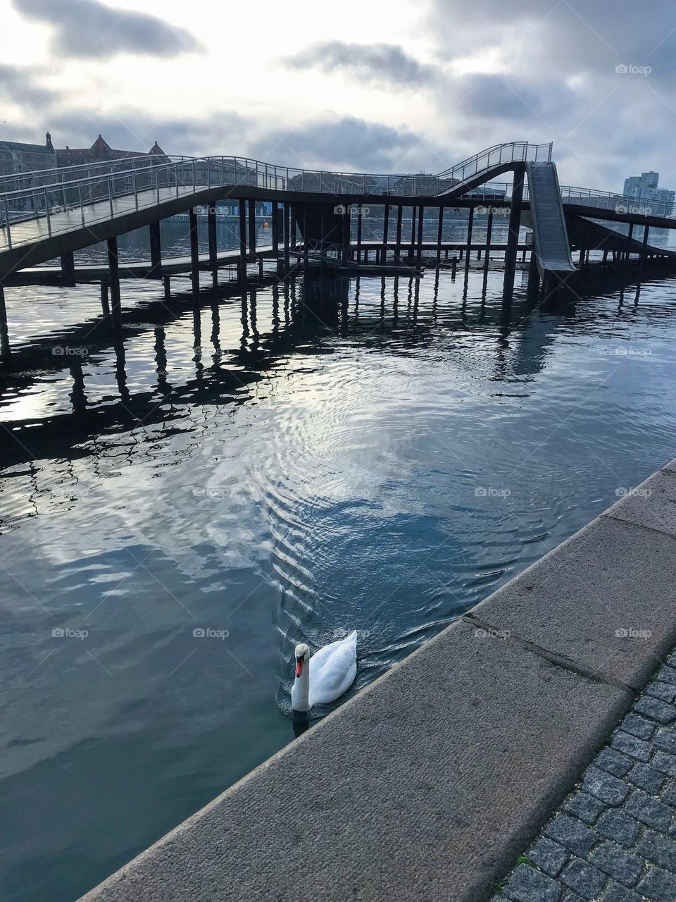 White swan swimming in the city river canal next to the granite stone embankment 