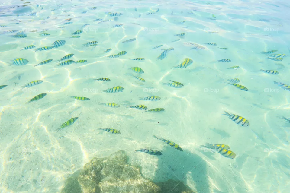 sea