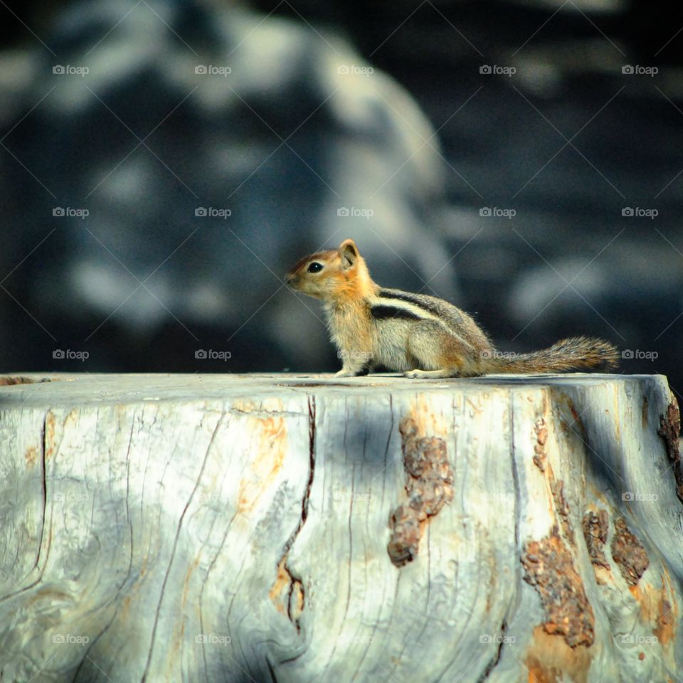 Chipmunk close-up