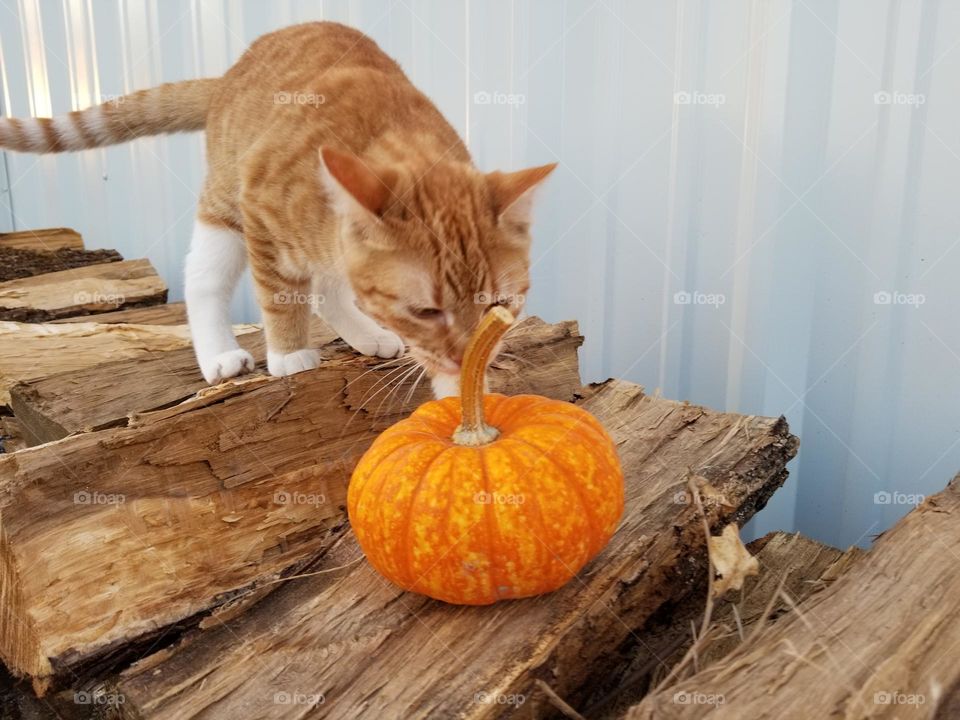 Small tabby cat smelling a small pumpkin standing on firewood during spooky season