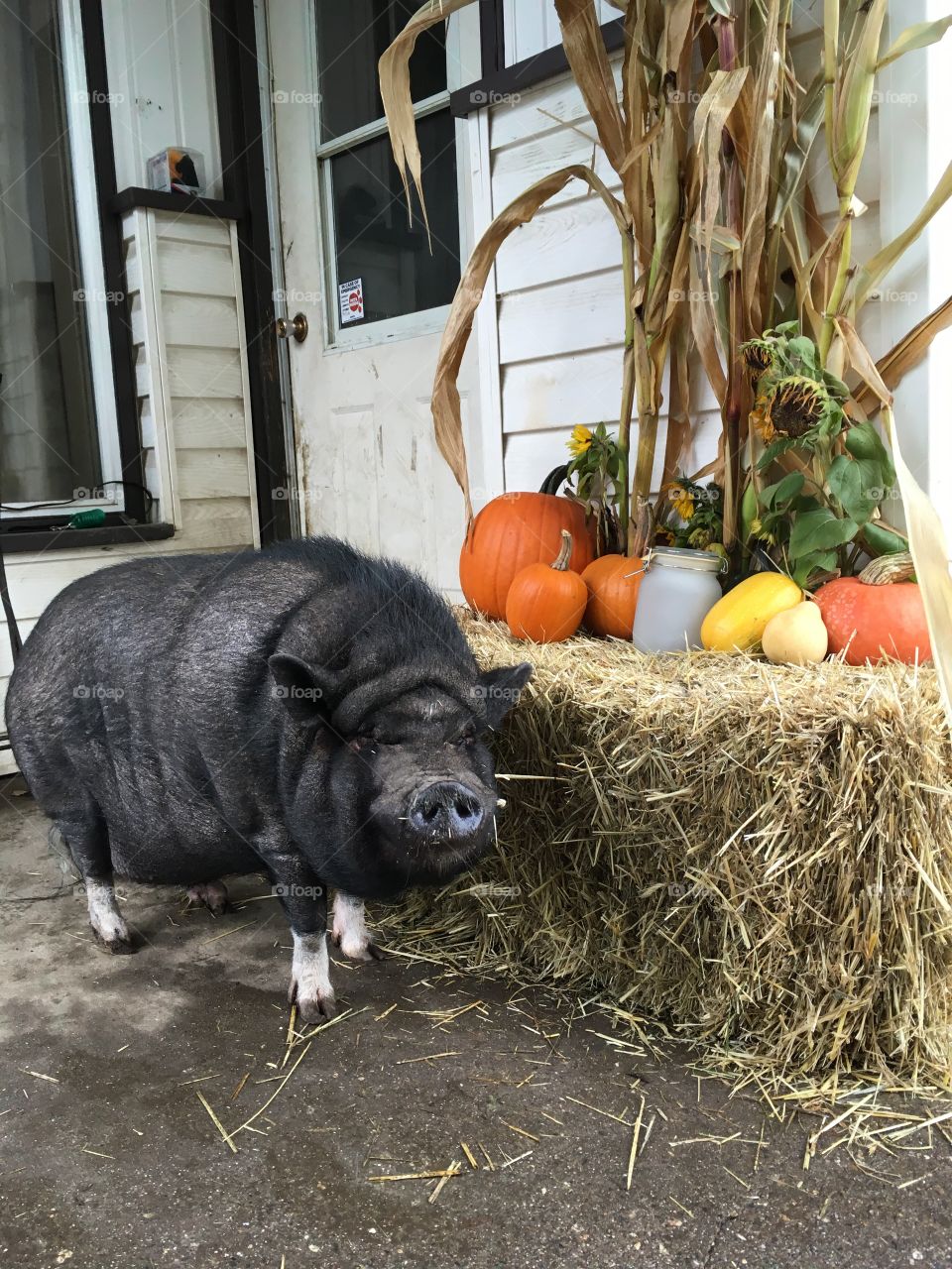 Thanksgiving pig that's not dinner! 