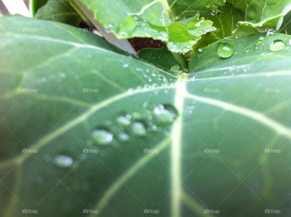 Rainy vegetable 