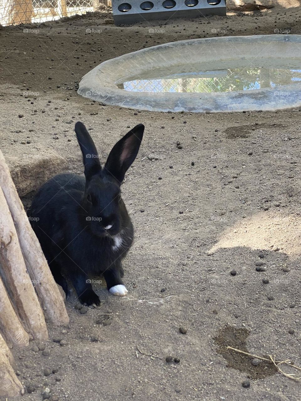 Rabbit with long ears