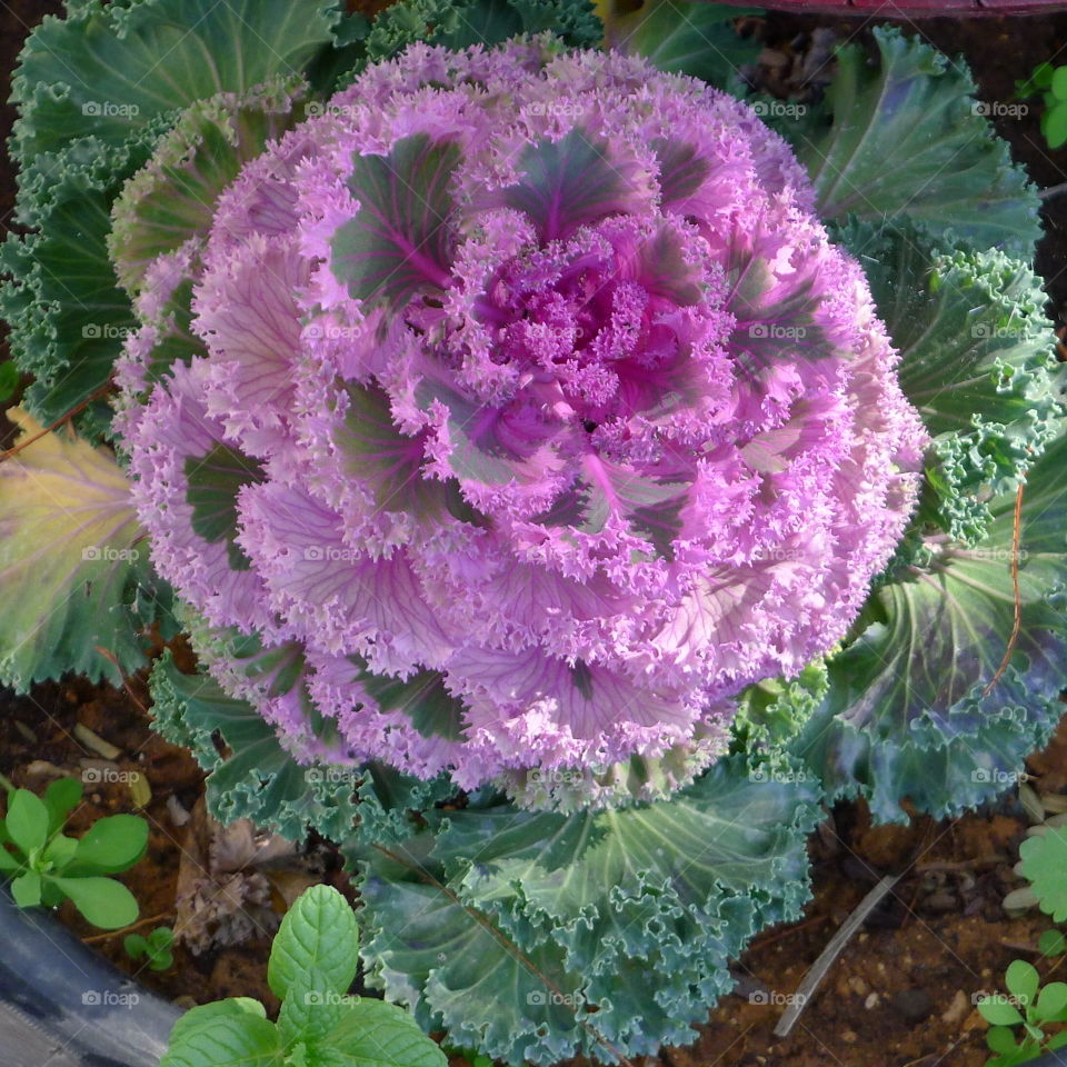 Pink and Purple cabbage plant with amazing detail, brings instant delight,taken during outdoor party in Israel 