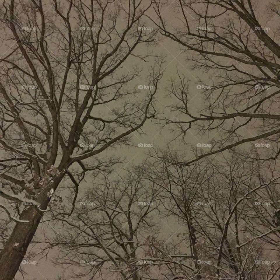 Snowy Sky. Looking up at the sky at night after a snow storm in Knoxville, TN. 