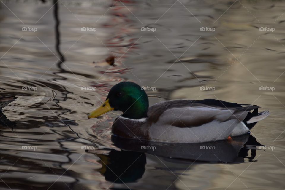 A duck at a pond