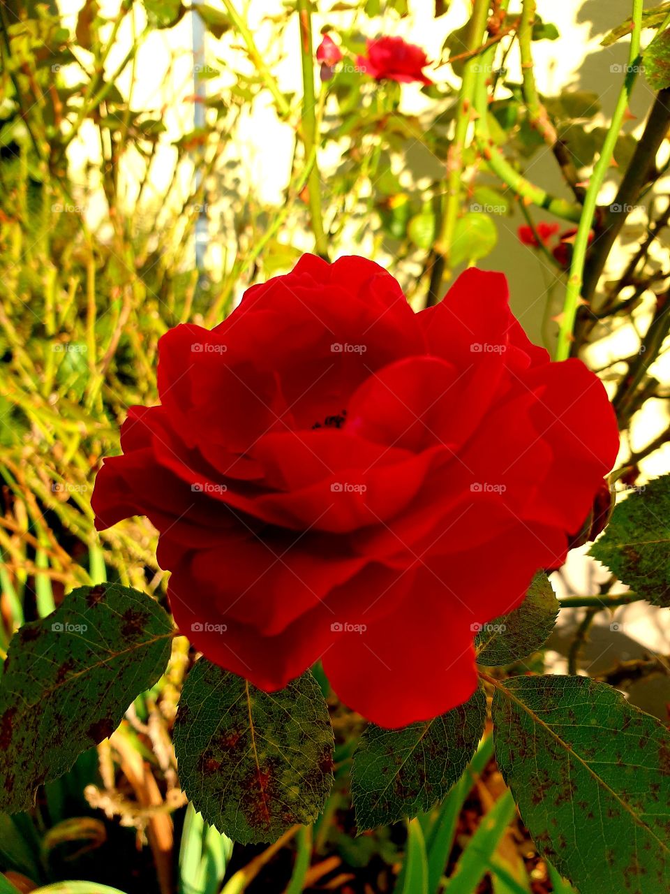 schicke Rose