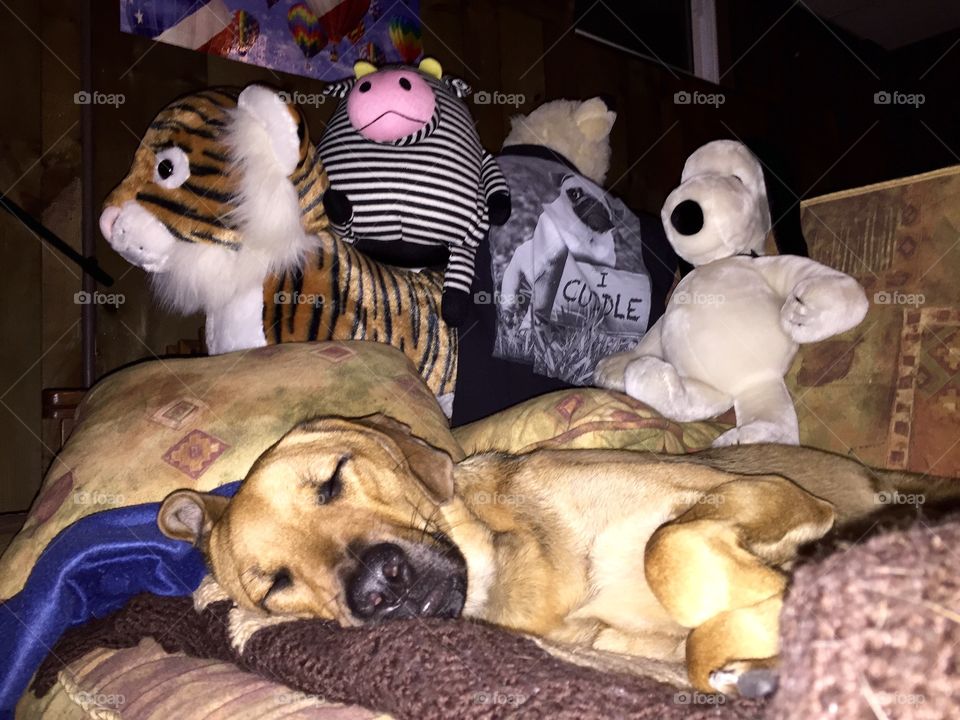 dog and stuffed animals