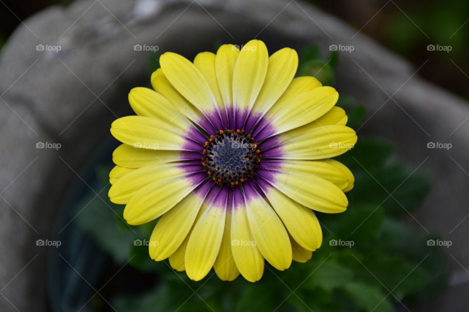colorful flower