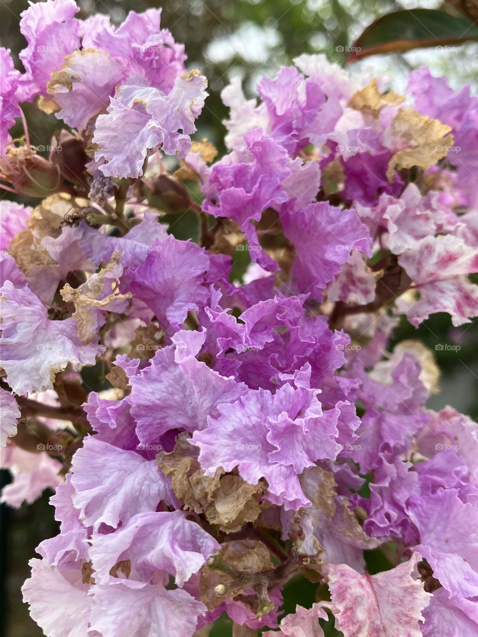 Lagerstroemia