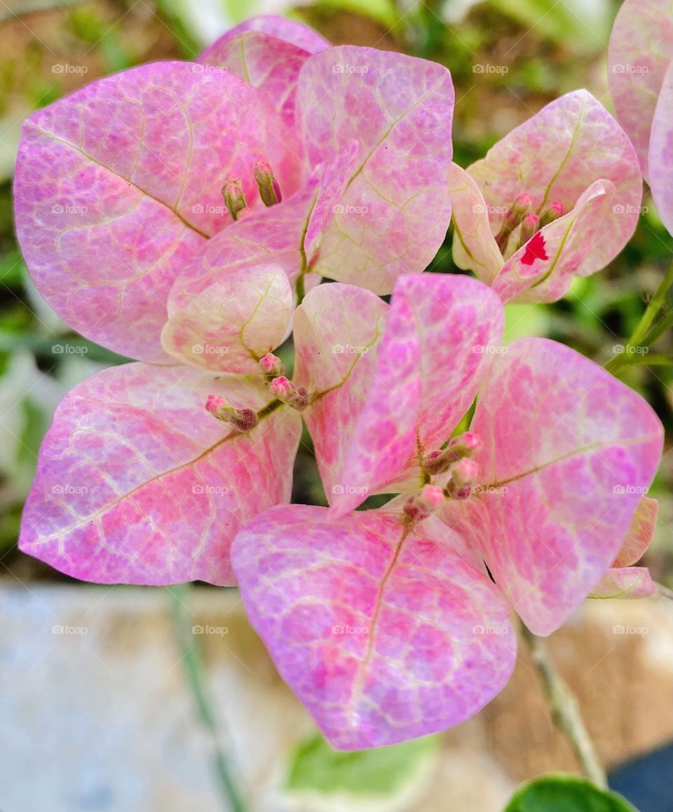 Pink flowers