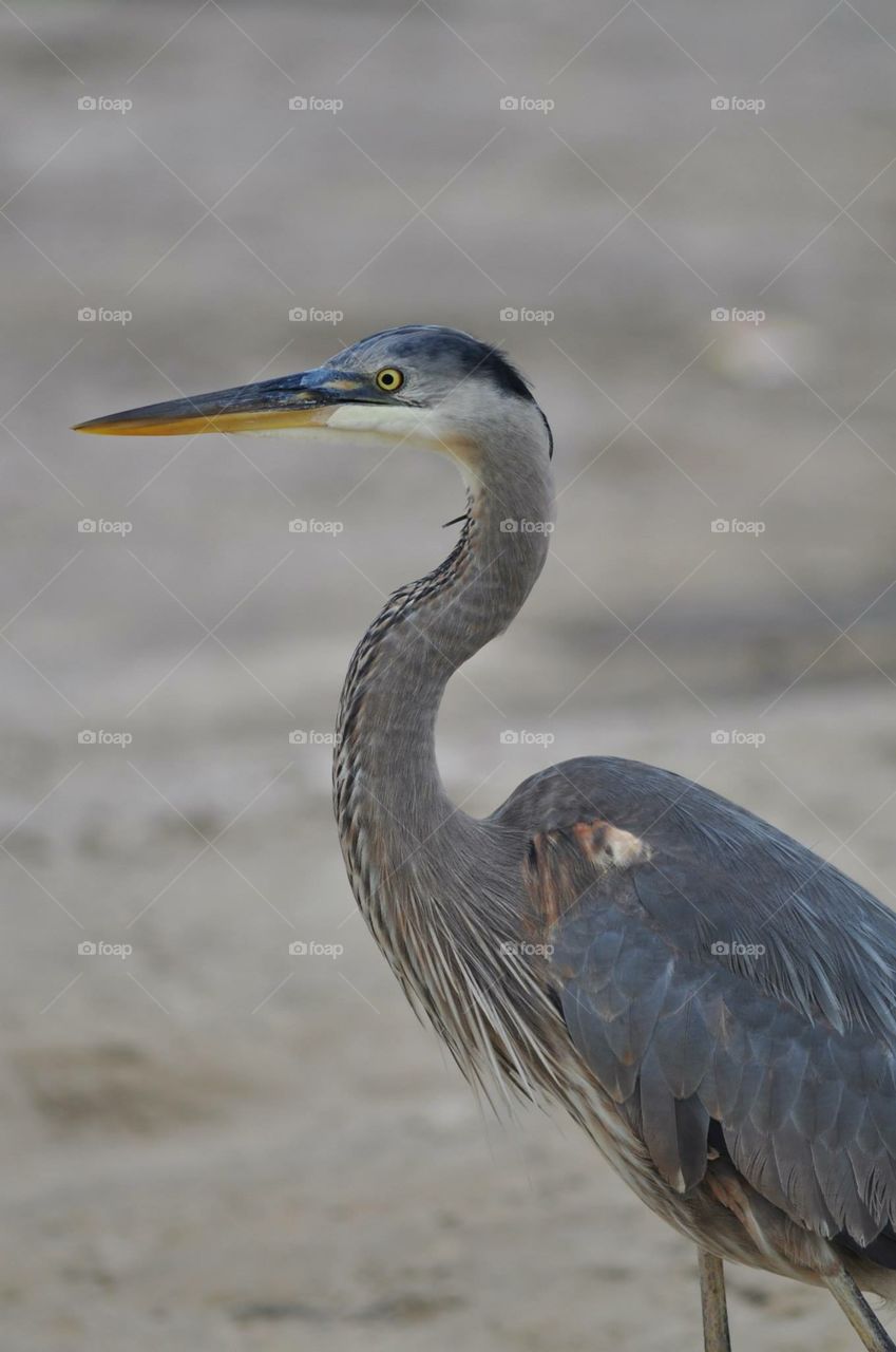 Great Blue Heron