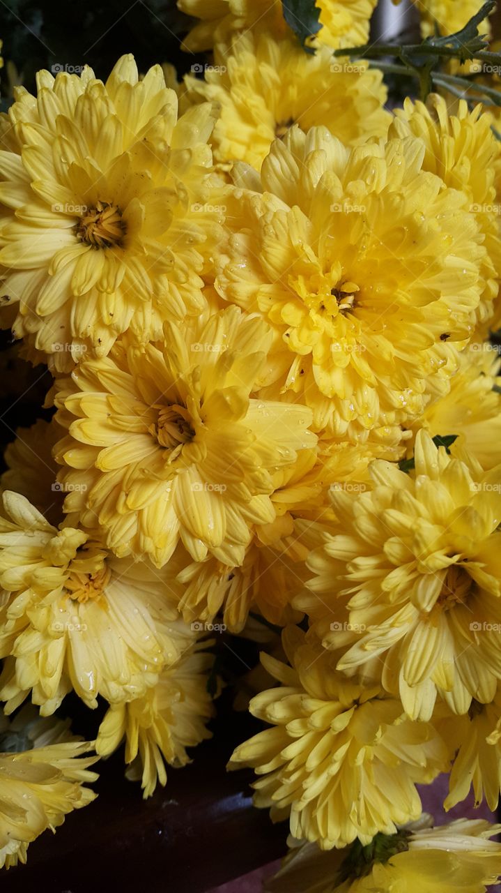 Yellow  flowers chrysanthemum