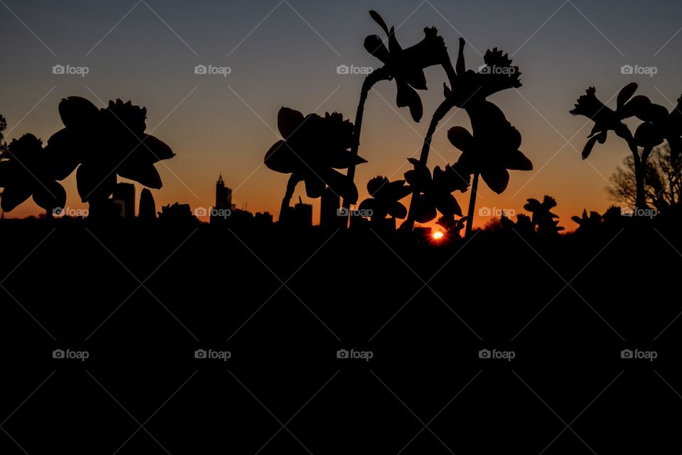The silhouette of daffodils backlit by the rising sun at Dorothea Dix Park in Raleigh North Carolina. Cityscape is visible on the horizon.