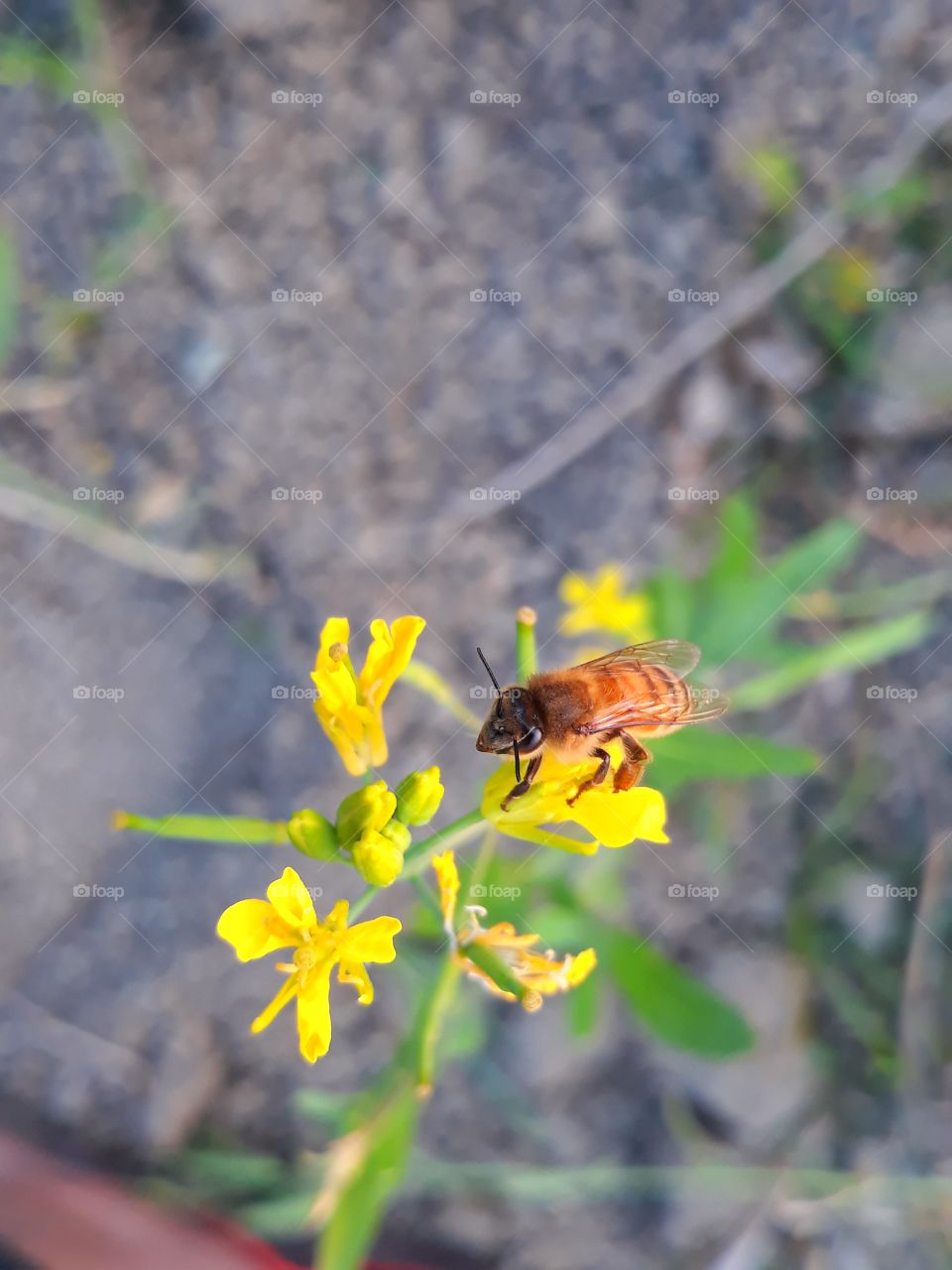 Bee