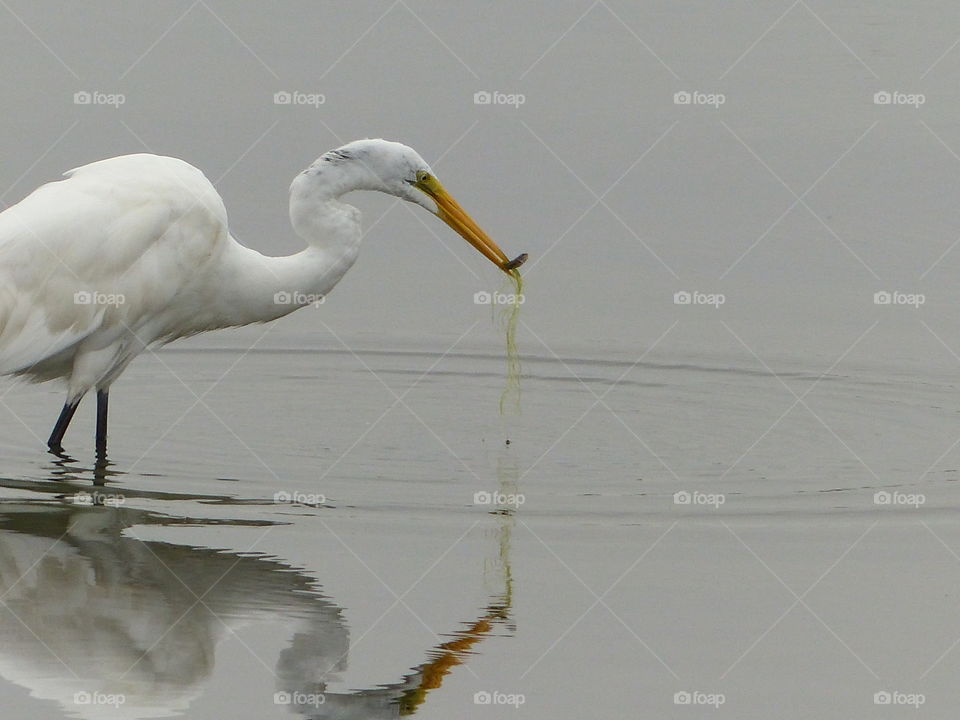 Great egret with fish and reflection