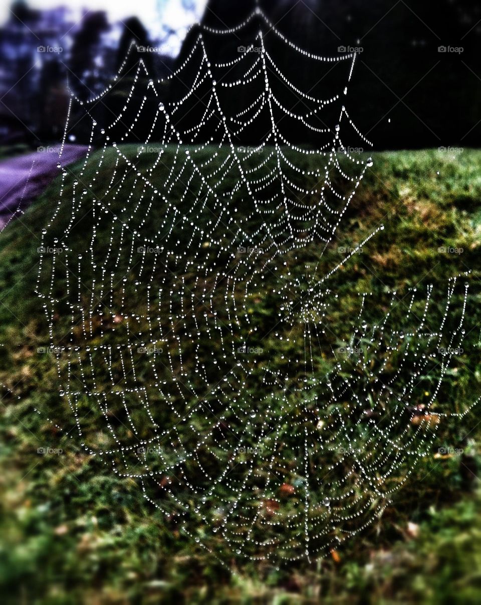 Early morning dew on a spiders web.  Morning, dew, cobweb, spider web, pattern