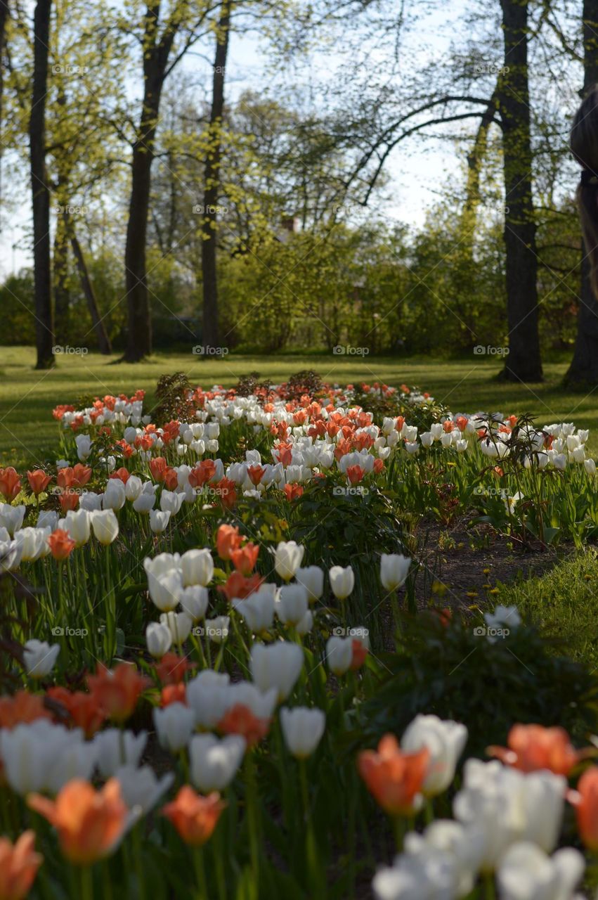 tulips