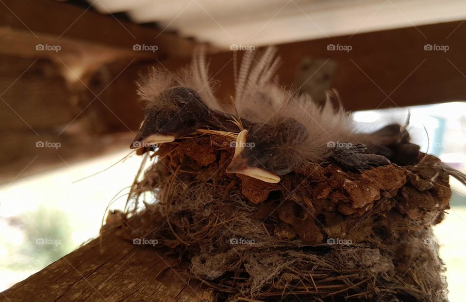 Baby Swallows in Nest