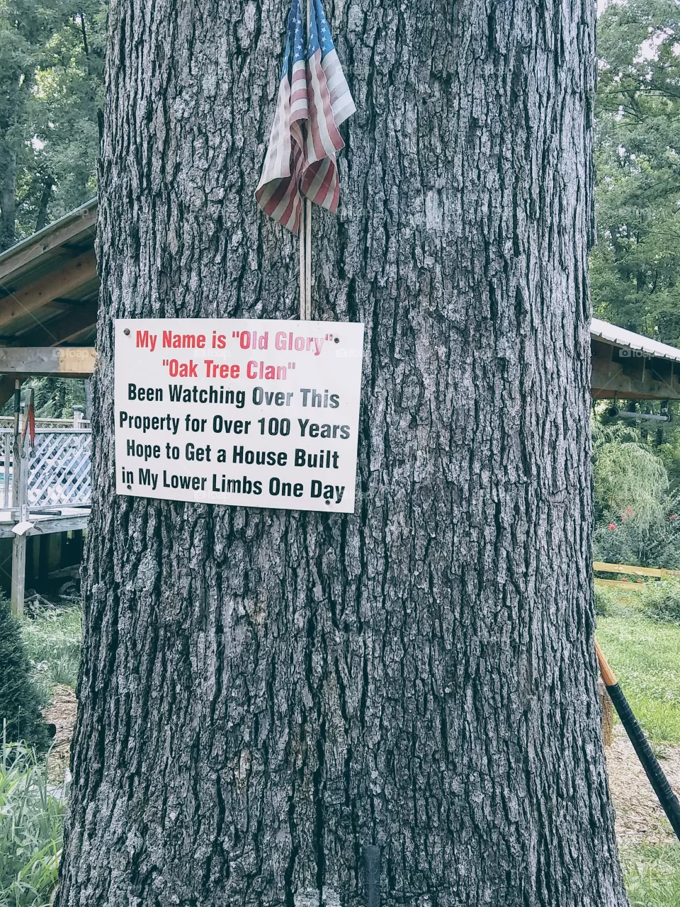Oak tree