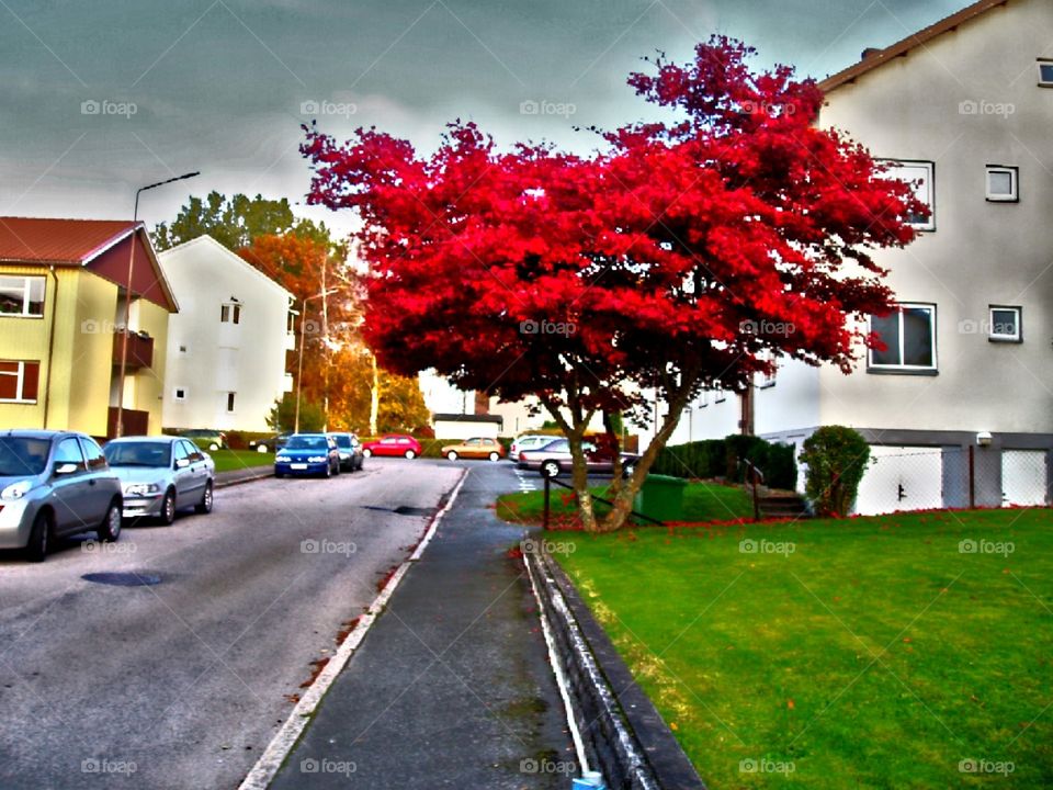 Autumn tree. autumn tree