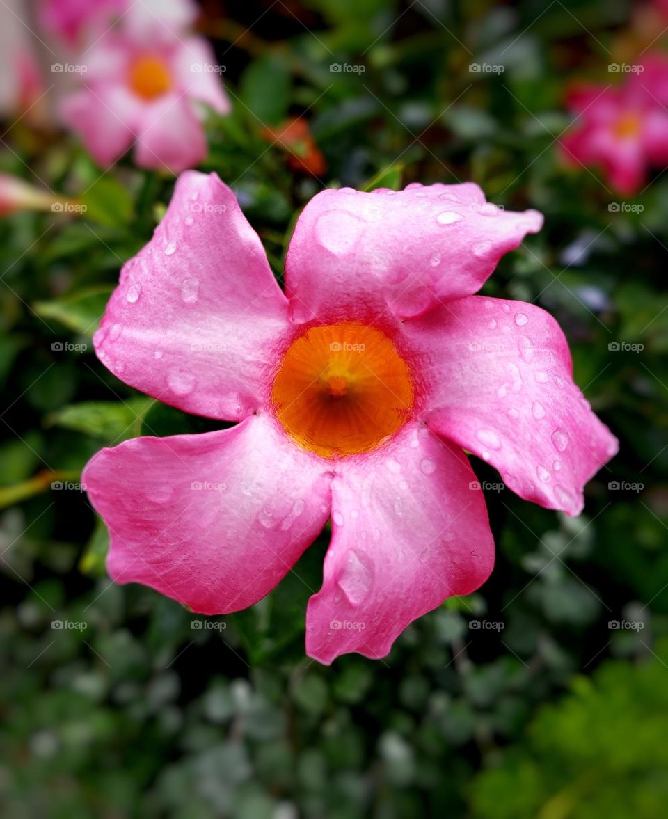 A photo of a bright pink flower with raindrops on it