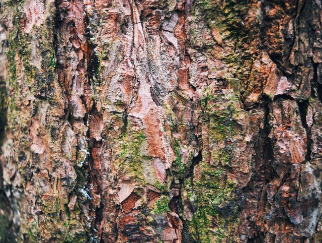 Wooden texture