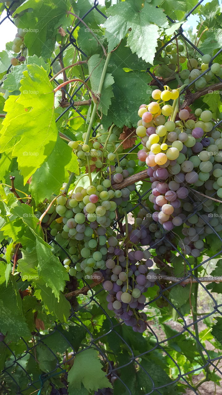 Grapes