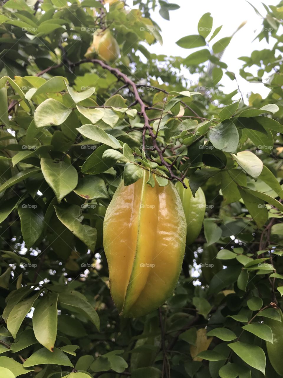 Juicy Starfruit.Almost ready.⭐️