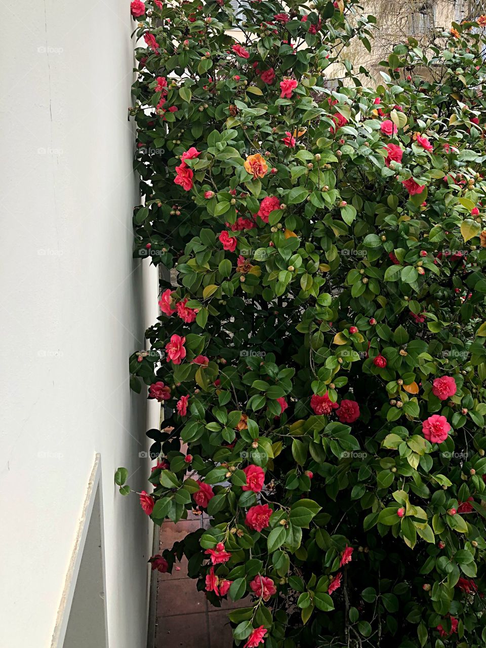 Camellia on white wall 