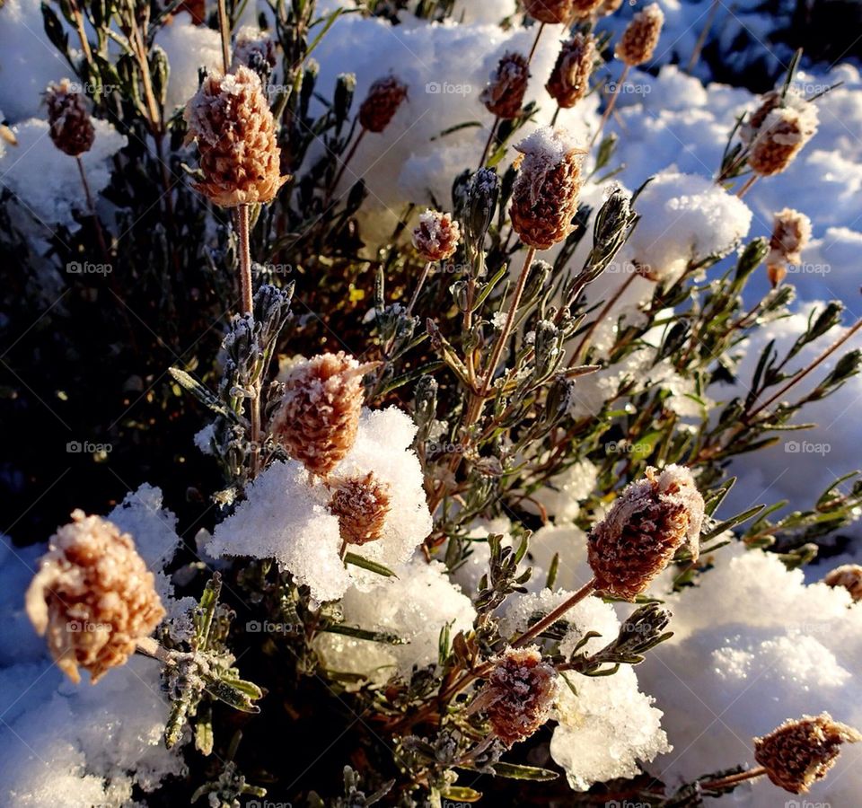 Shiny Snow Lavender