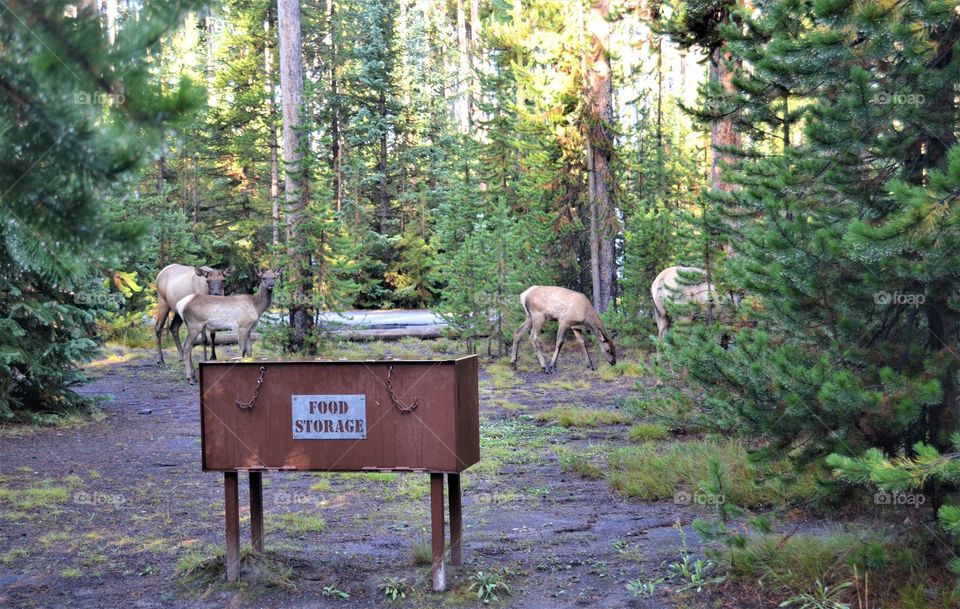 Wild animals at campsite 