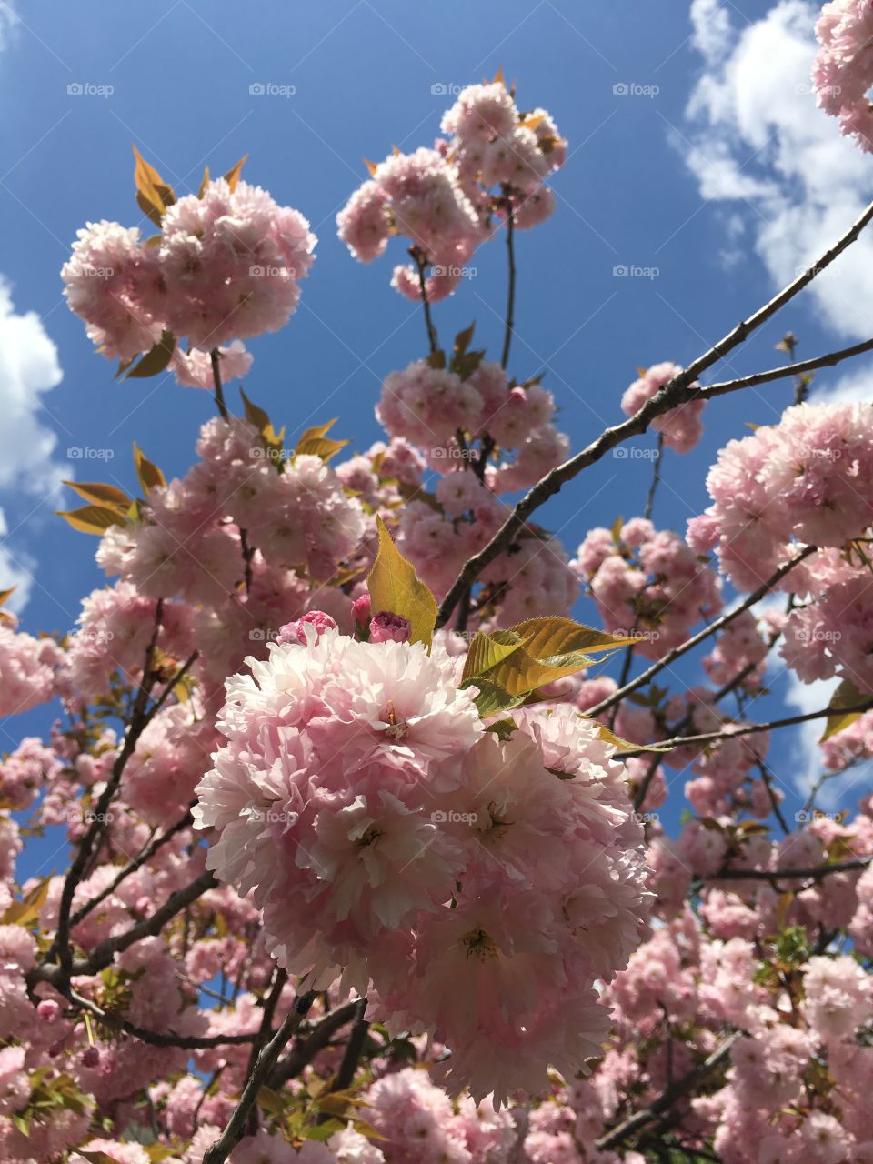 Japanese ornamental cherry