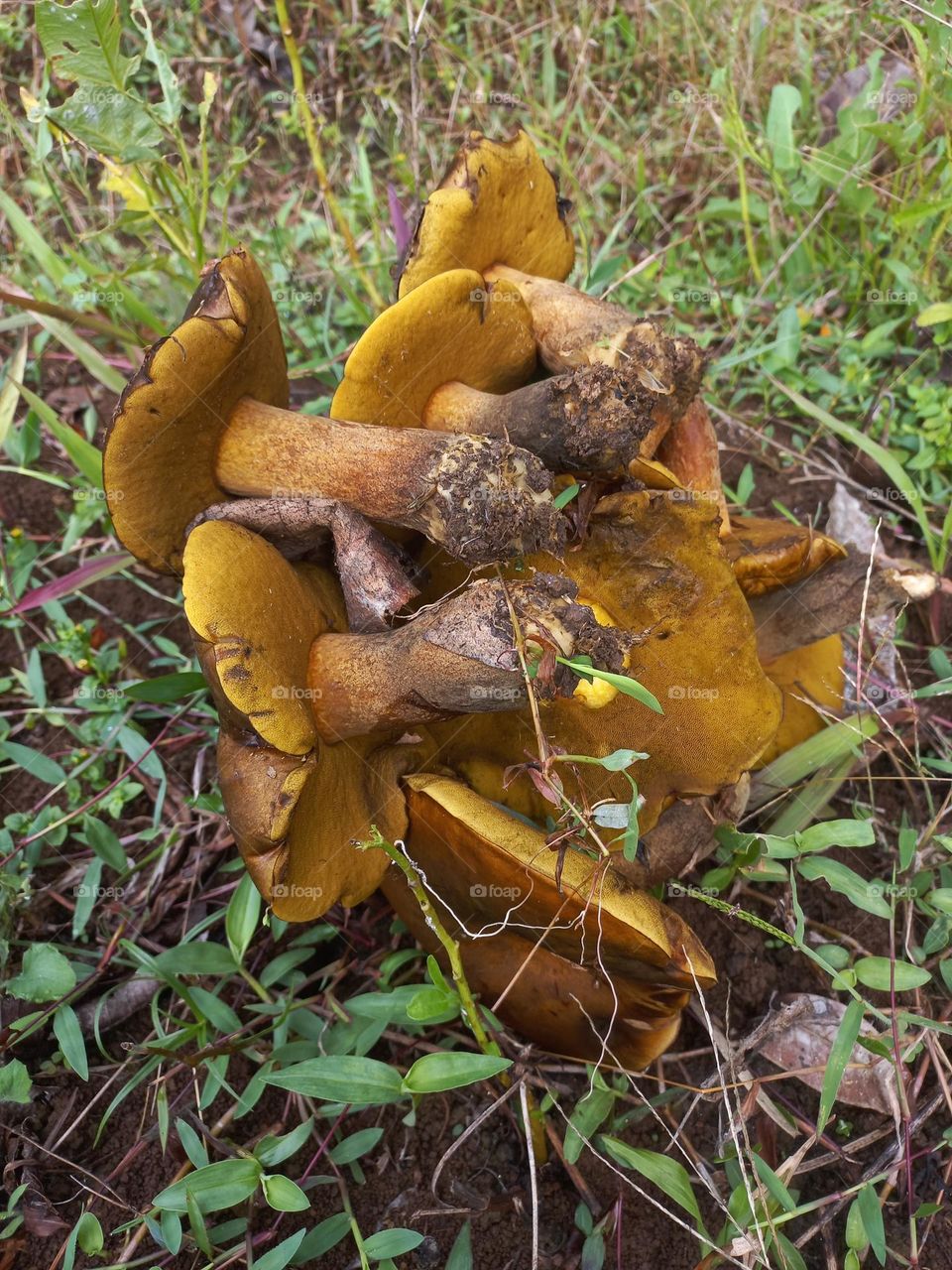 This mushroom grows wild and can be eaten with a slick process