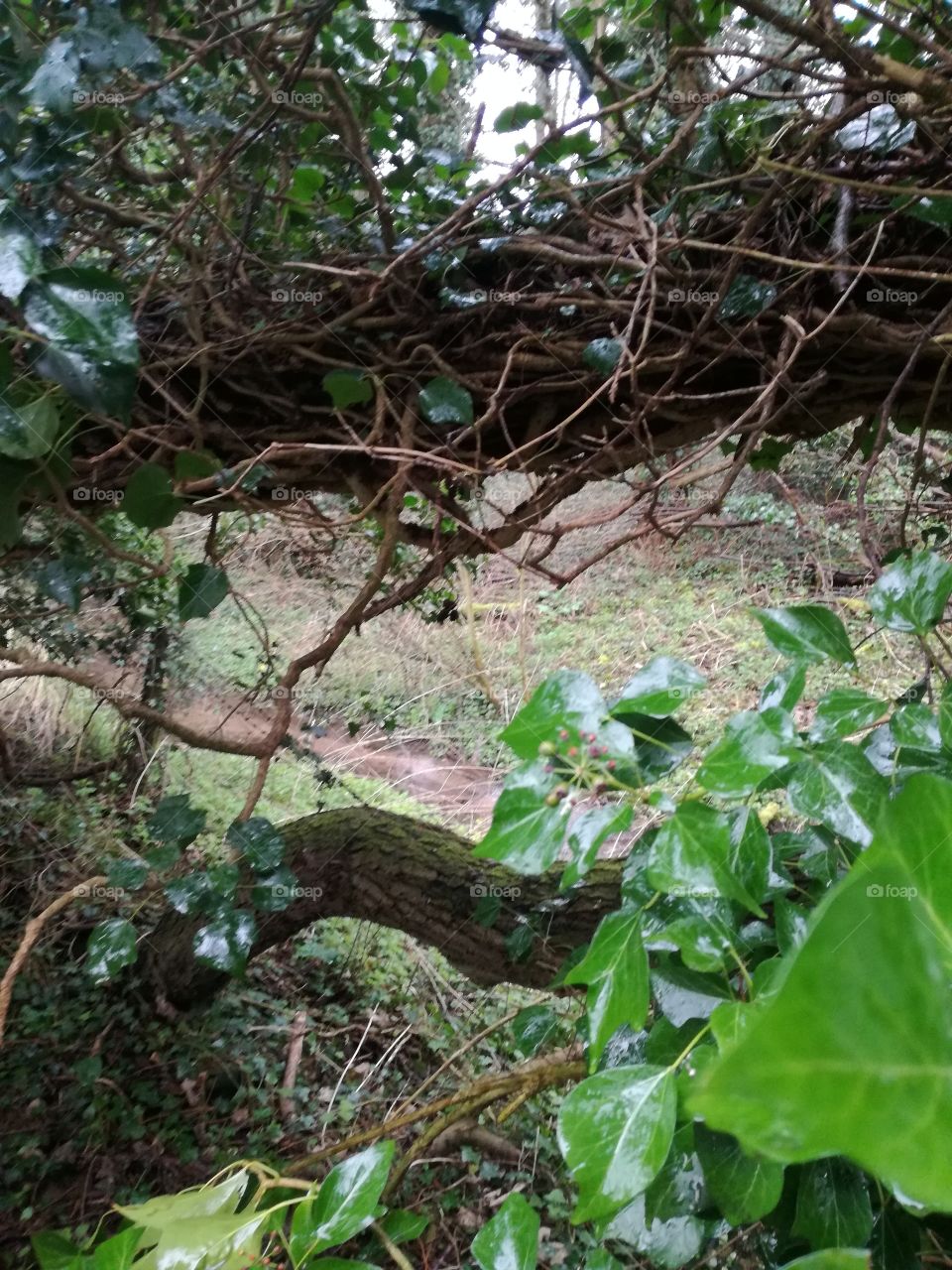 ivy tree