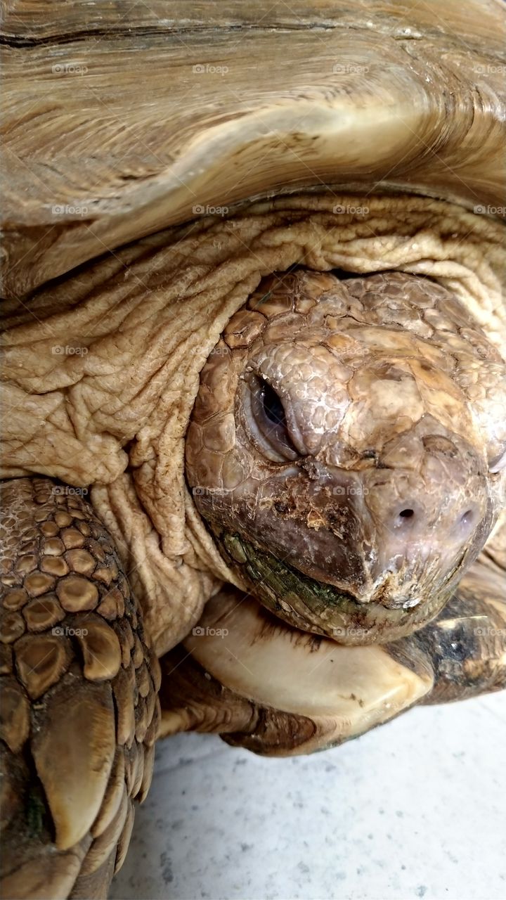 Cool looking tortoise