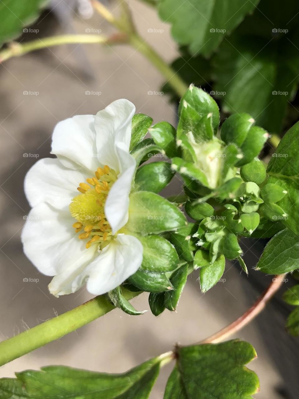 Hanging basket strawberry flower