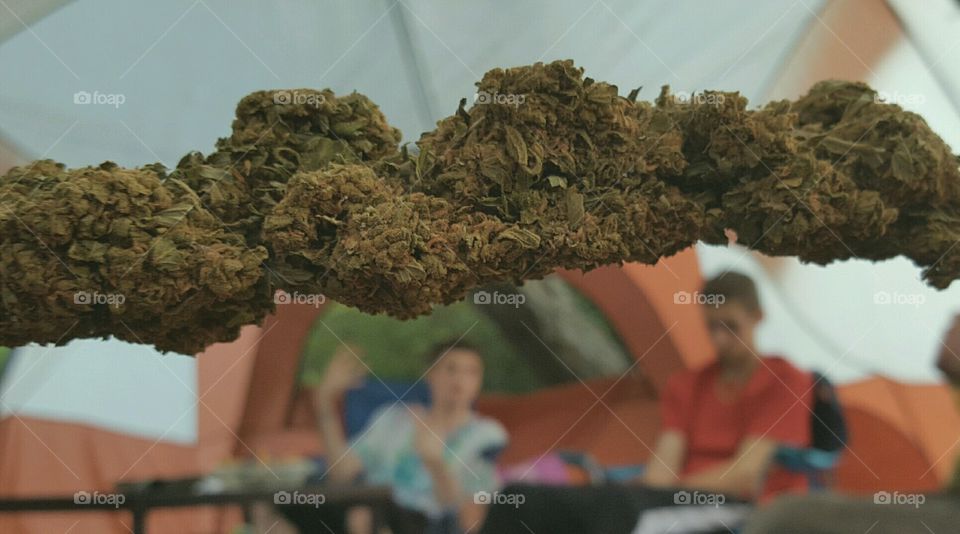 cannabis camp