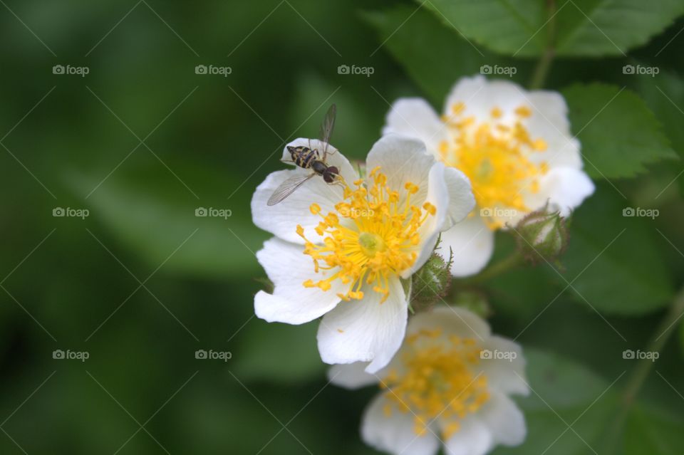Little bee on a white flower found in NJ park