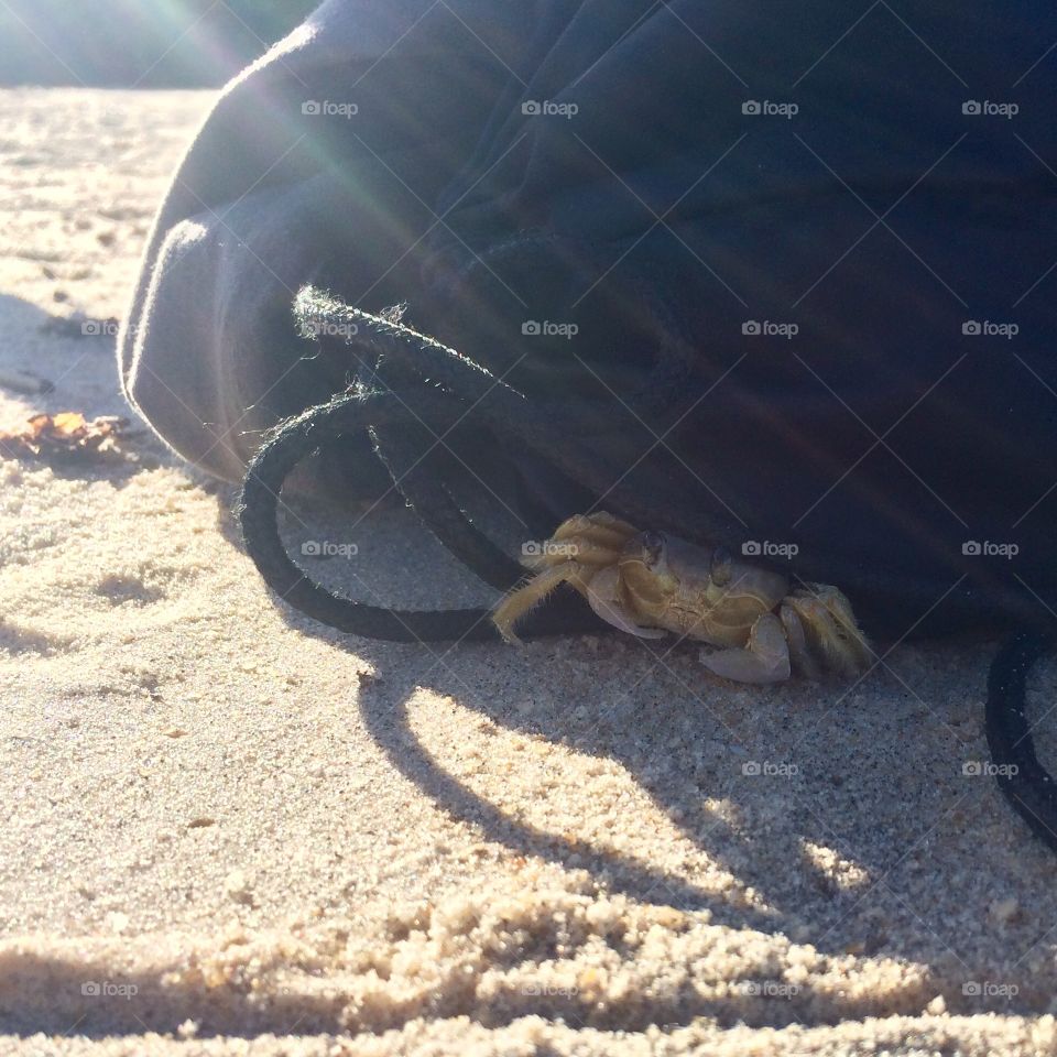 Scared crab hidden under my bag