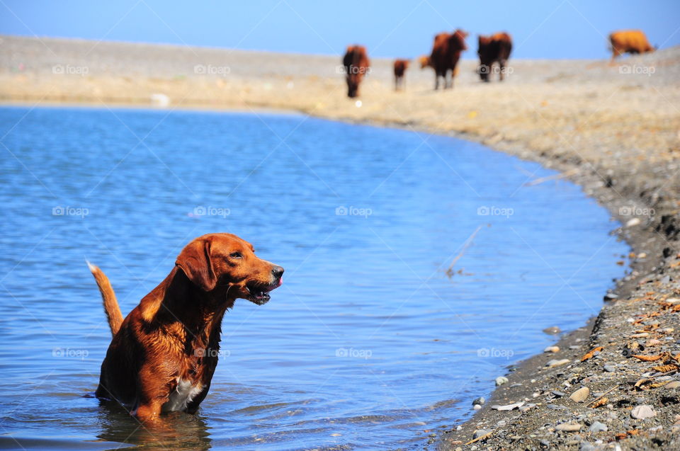 Spring walk with your dog 