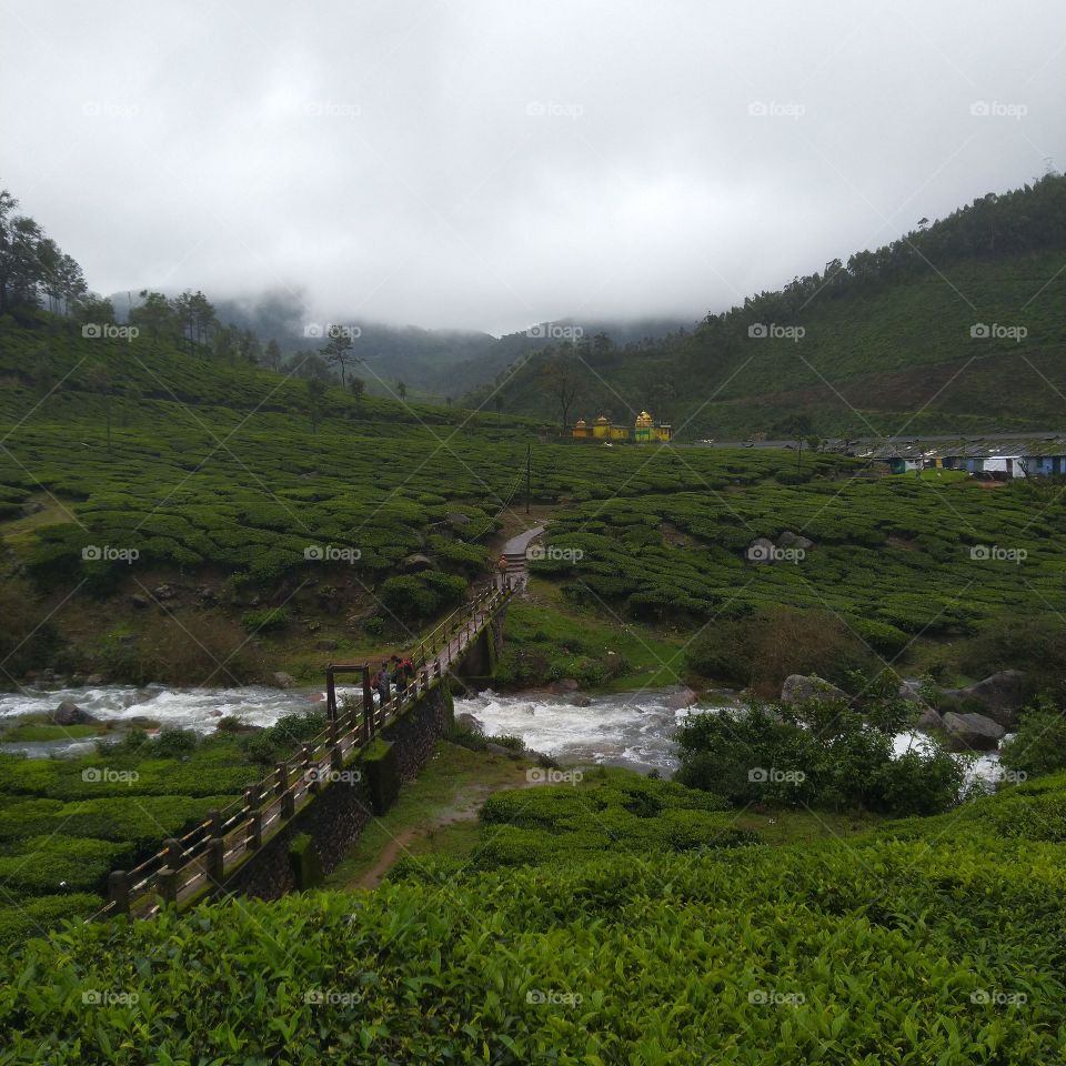 tea agriculture in Kerala