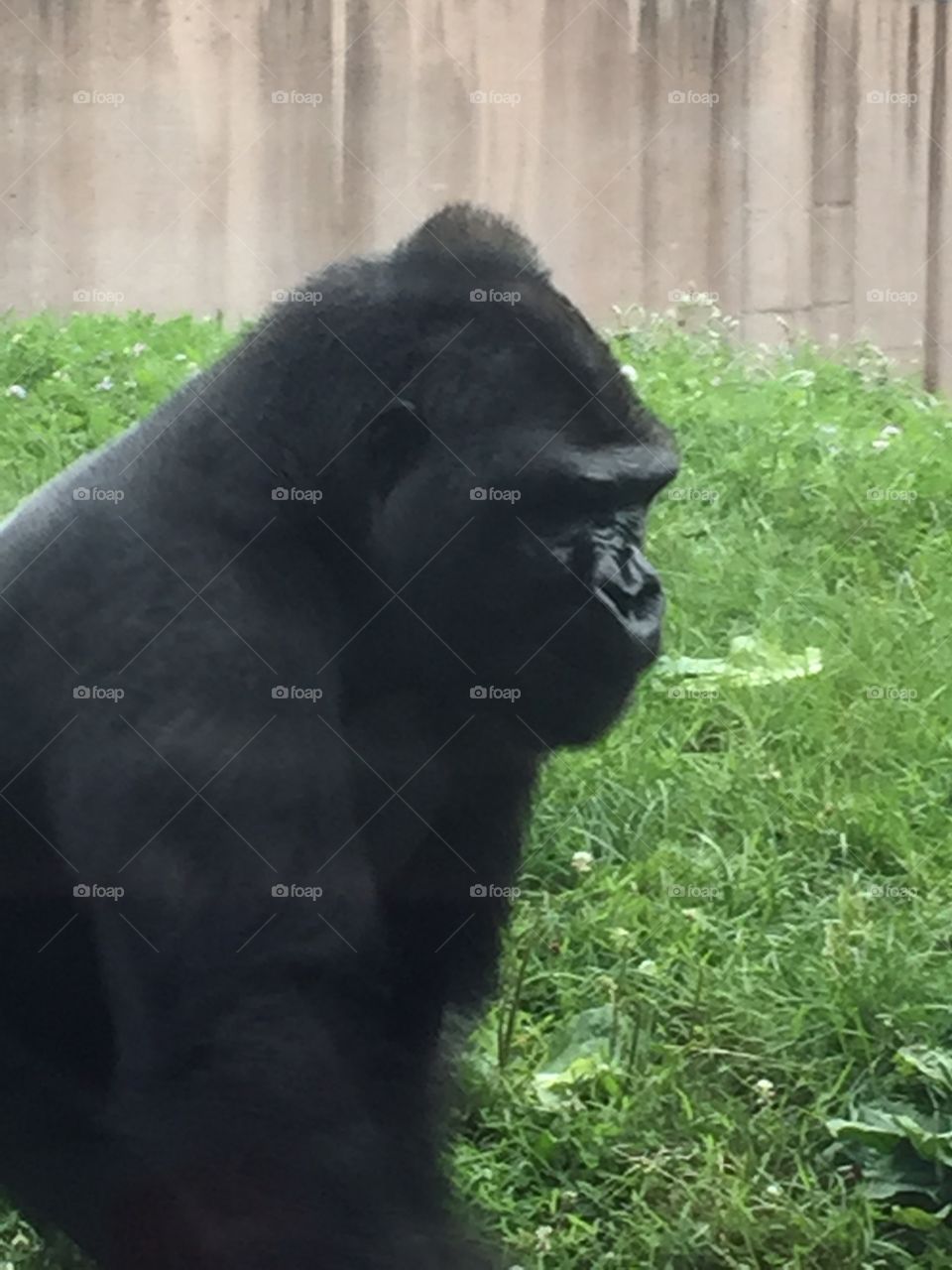 Gorilla 