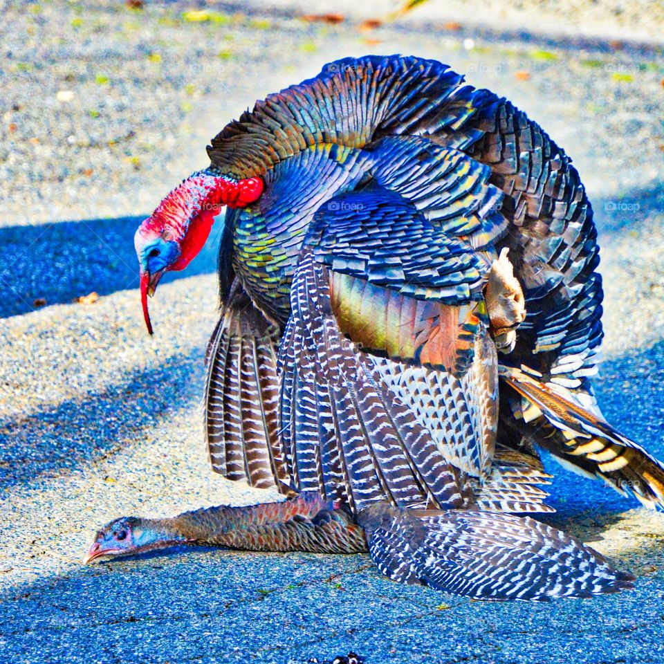 Wild Turkey mating ritual. In an urban area in the middle of a street at the end of March breeding occurs.  Gobbler displays, hen circle him, both start a ballet, male literally stands on top of female before beginning coitus. 