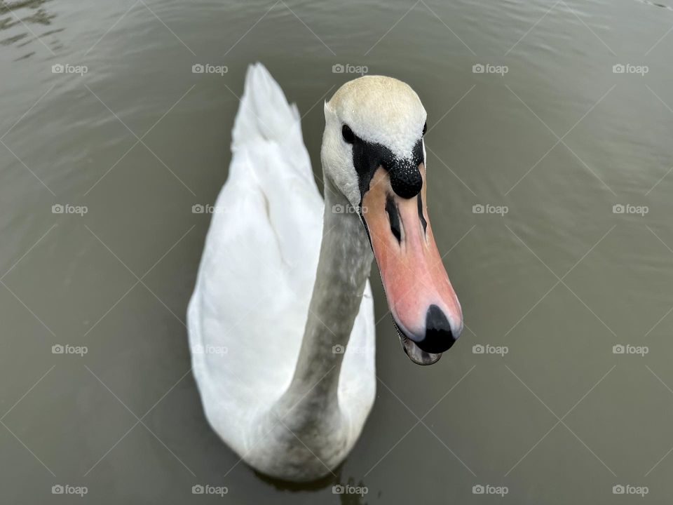 Swan panhandling on the north oxford canal in England Great Britain wildlife begging for food