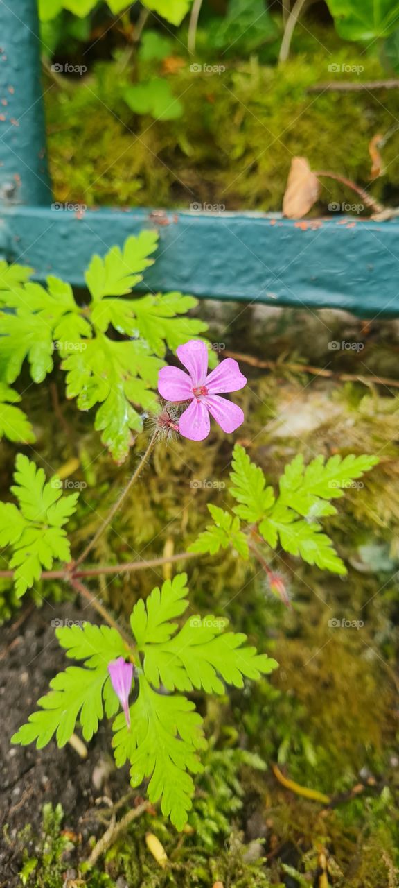 purple flower