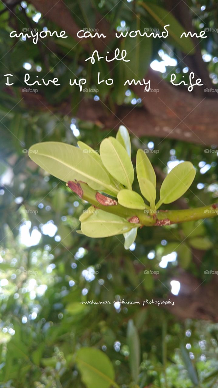 leaf india Puducherry