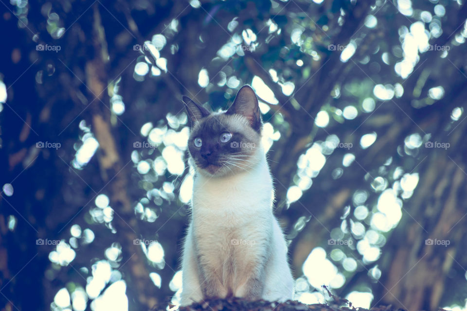 Gato observando/Cat watching.