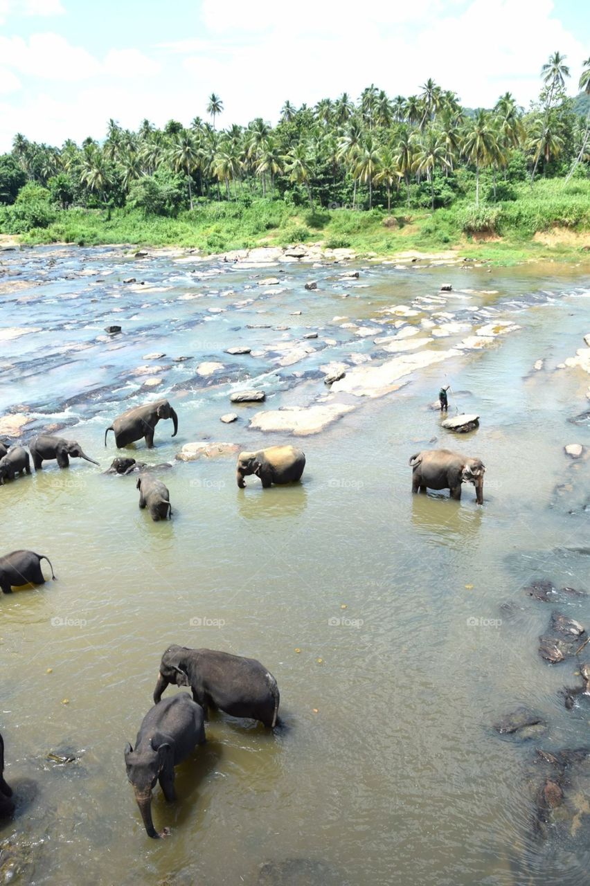 Beautiful elephants in Sri Lanka 