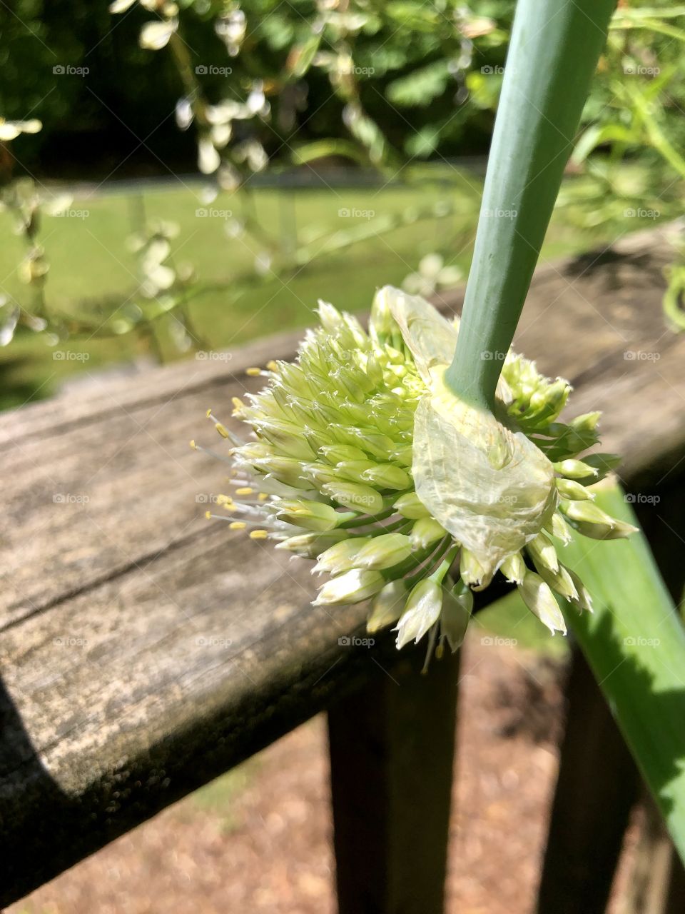 Blooming green onions